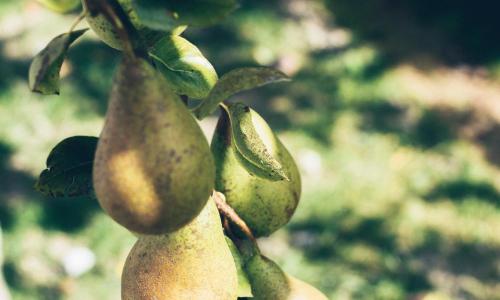 Chambres d'hôtes Le Clos d'Enhaut - photo 2
